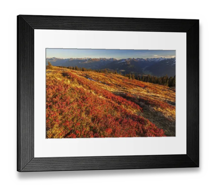 Framed Print : Autumn colouring of blueberry (Vaccinium) in front of mountains