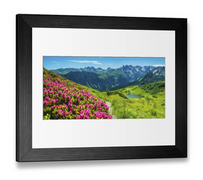 Framed Print : Alpine rose blossom Framed Print : Alpine rose blossom