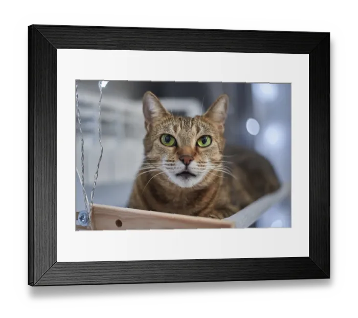 Framed Print : Image of a purebred Bengal cat lying on a hammock attached to a heater