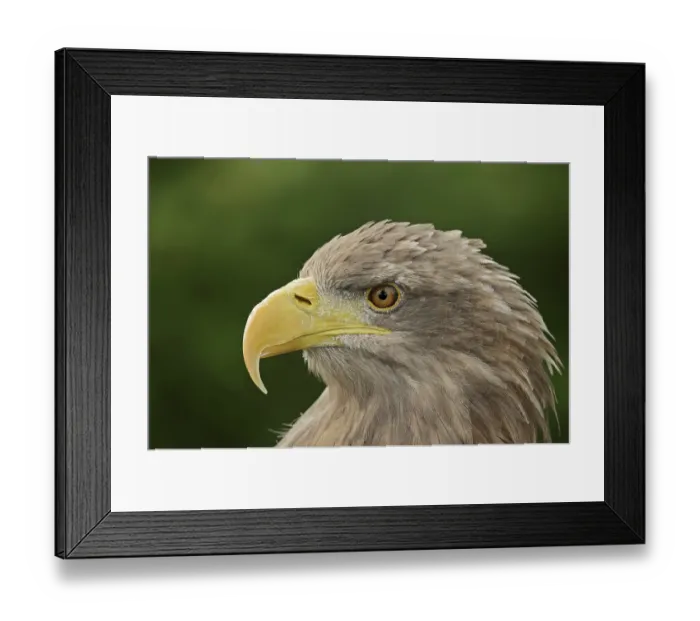 Framed Print : White-tailed eagle (Haliaeetus albicilla) Framed Print : White-tailed eagle (Haliaeetus albicilla)