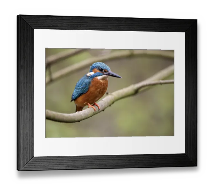 Framed Print : Common kingfisher (Alcedo atthis)