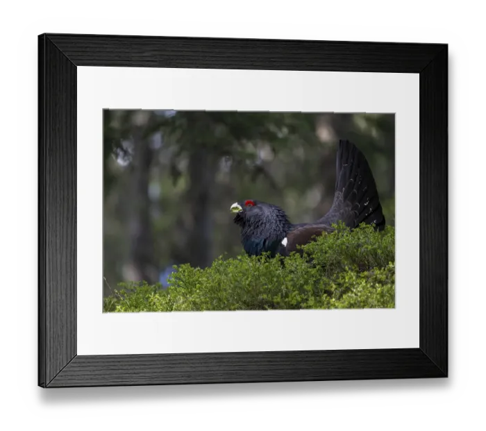 Framed Print : Western capercaillie (Tetrao Urogallus) mating in Pinzgau Framed Print : Western capercaillie (Tetrao Urogallus) mating in Pinzgau