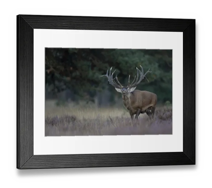 Framed Print : Red deer in rut, Hooge Veluve, Holland