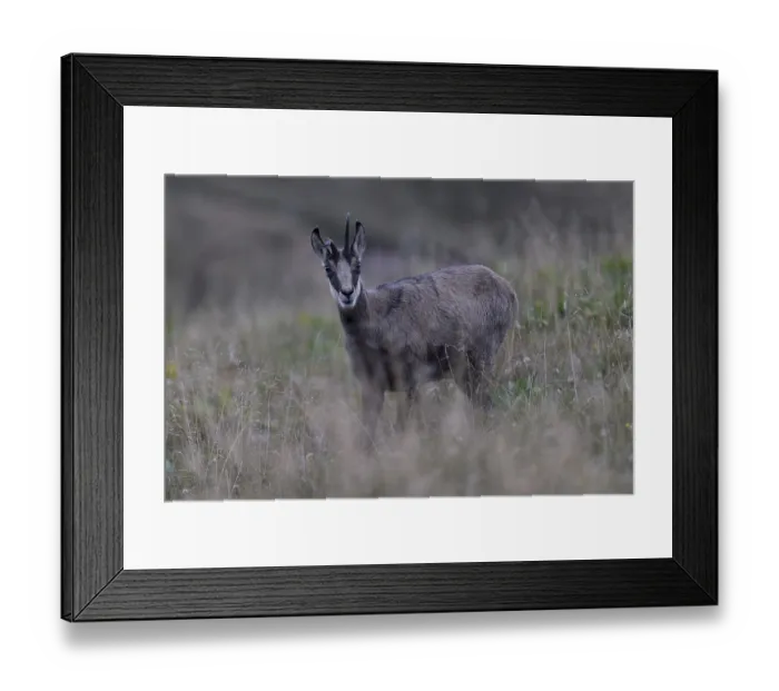 Framed Print : Chamois (Rupicapra rupicapra), Vosges