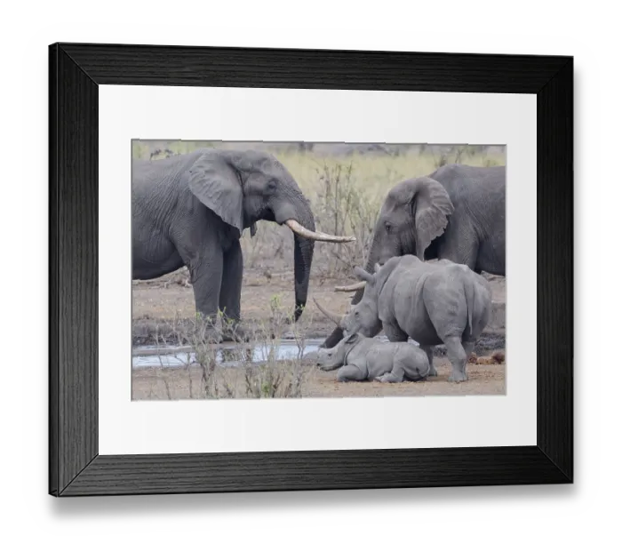 Framed Print : African bush elephants (Loxodonta africana)