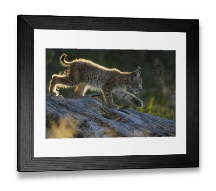Framed Print : One young (10 weeks old) male Eurasian lynx
