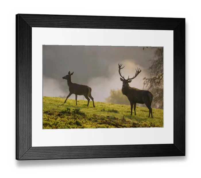 Framed Print : A red deer hind and a stag (Cervus elaphus) stand backlit on a meadow