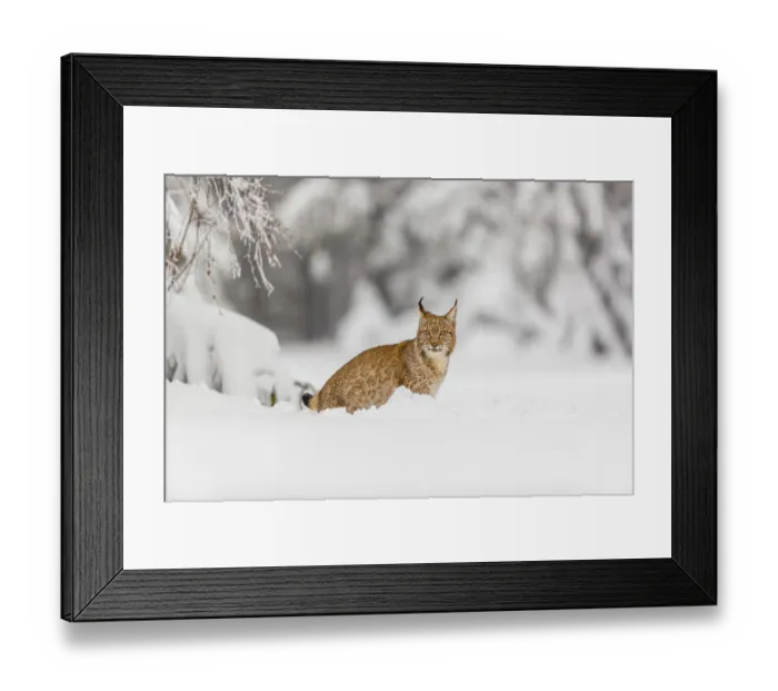 Framed Print : One young male Eurasian lynx, (Lynx lynx)