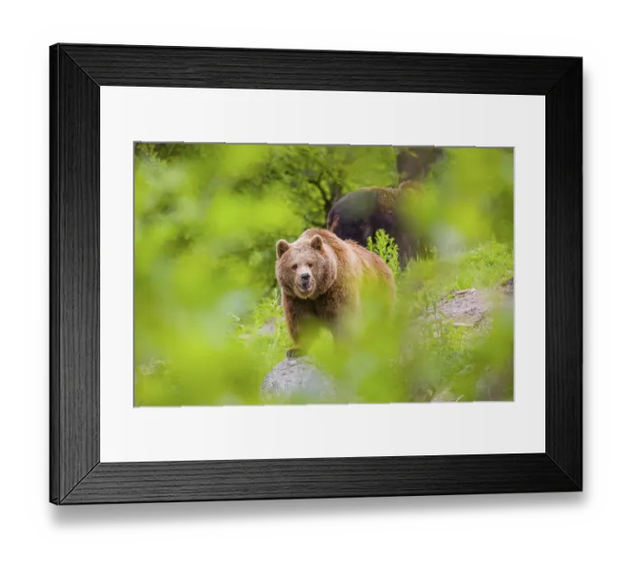 Framed Print : An adult female and a young male (Ursus arctos arctos) stand on a hilltop behind a rotting tree Framed Print : An adult female and a young male (Ursus arctos arctos) stand on a hilltop behind a rotting tree