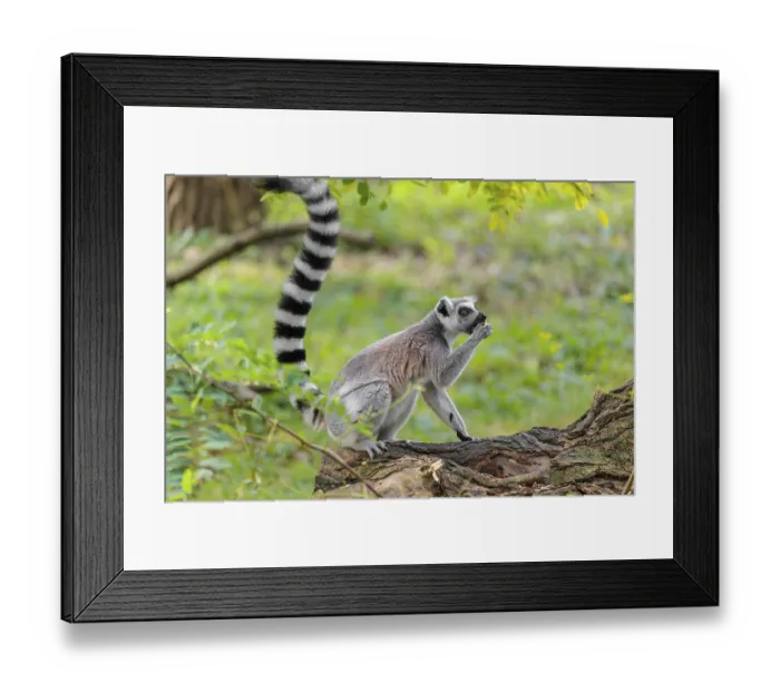 Framed Print : A ring-tailed lemur (Lemur catta) sits on a rotten tree lying on the ground and eats a fruit Framed Print : A ring-tailed lemur (Lemur catta) sits on a rotten tree lying on the ground and eats a fruit