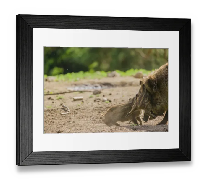 Framed Print : Two Wild boar (Sus scrofa) piglets play on a clearing