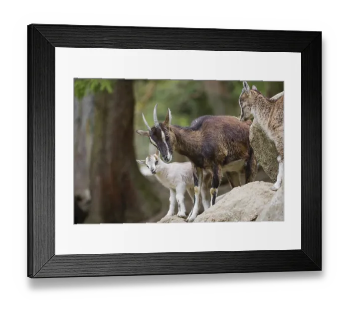 Framed Print : A female bezoar ibex (Capra aegagrus aegagrus) stands together with her goatling on a rock