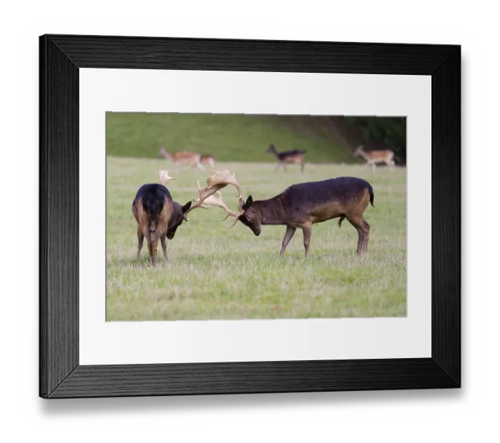 Framed Print : Two male fallow deer (Dama dama) fight in rutting season Framed Print : Two male fallow deer (Dama dama) fight in rutting season