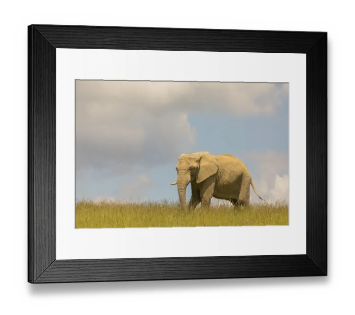 Framed Print : An adult female African elephant (Loxodonta africana) stands on a meadow with tall grass