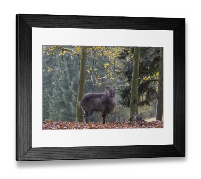 Framed Print : One male Himalayan Tahr (Hemitragus jemlahicus) standing in a forest Framed Print : One male Himalayan Tahr (Hemitragus jemlahicus) standing in a forest