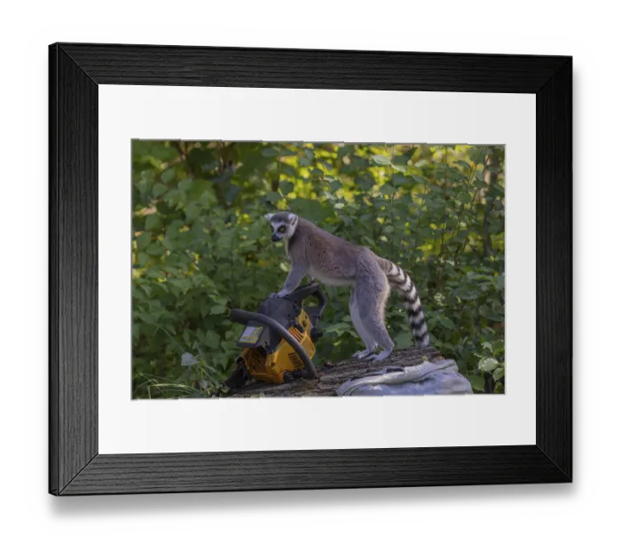 Framed Print : One ring-tailed lemur (Lemur catta) with a chainsaw on a log Framed Print : One ring-tailed lemur (Lemur catta) with a chainsaw on a log