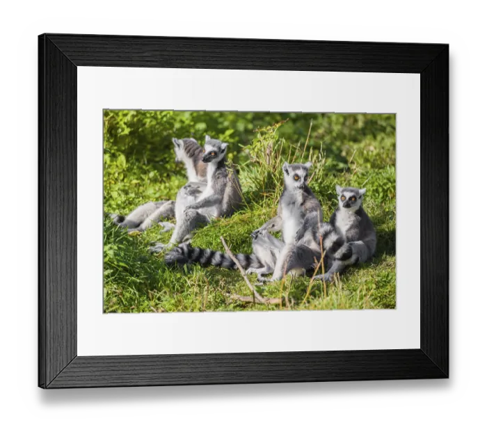 Framed Print : Four ring-tailed lemurs (Lemur catta) sit in the green