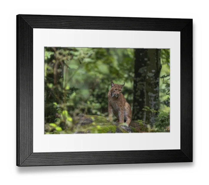 Framed Print : One adult Eurasian lynx, (Lynx lynx) Framed Print : One adult Eurasian lynx, (Lynx lynx)