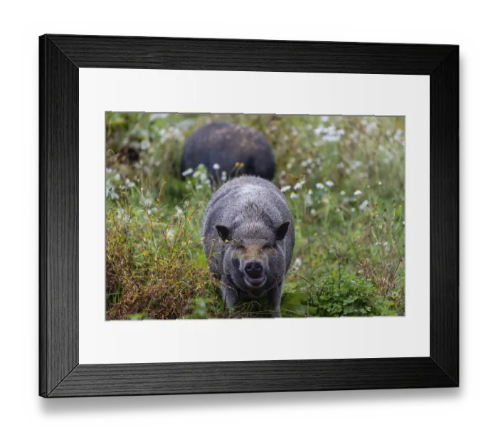 Framed Print : Two Minipigs, Sus scrofa domesticus Framed Print : Two Minipigs, Sus scrofa domesticus