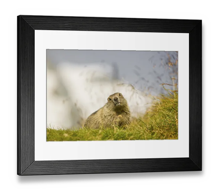 Framed Print : A young Alpine Marmot, Marmota marmota Framed Print : A young Alpine Marmot, Marmota marmota