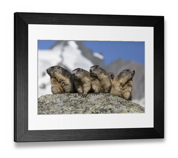 Framed Print : The chorus of the mountains! Four adult Alpine Marmot