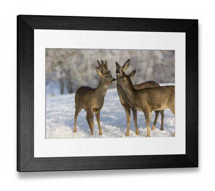 Framed Print : Triumvirat. Two female and one male Roe Deer Framed Print : Triumvirat. Two female and one male Roe Deer