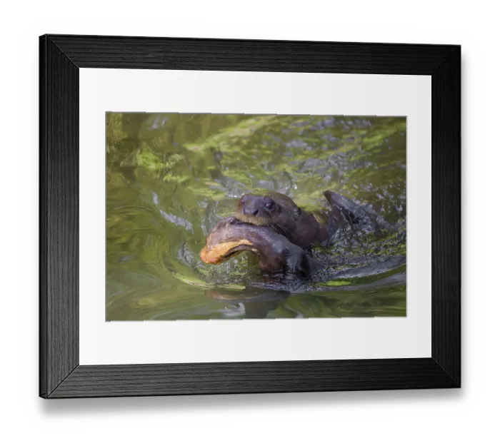 Framed Print : An adult giant otter or giant river otter (Pteronura brasiliensis) Framed Print : An adult giant otter or giant river otter (Pteronura brasiliensis)