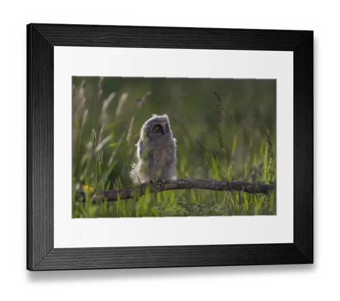 Framed Print : One young long-eared owl (Asio otus)