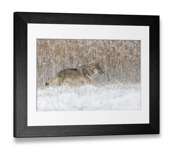 Framed Print : One young male eurasian gray wolf (Canis lupus lupus) running over a snow covered meadow during snowfall