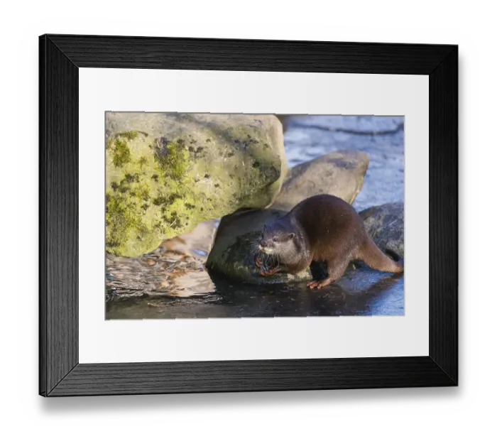 Framed Print : One oriental small-clawed otter or Asian small-clawed otter (Aonyx cinerea)