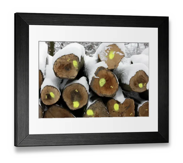Framed Print : Cut-down trees, tree trunks in a forest Framed Print : Cut-down trees, tree trunks in a forest
