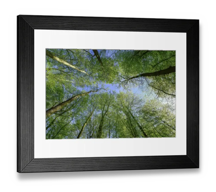 Framed Print : Friedwald, Erdersche Strasse, Kalletal Framed Print : Friedwald, Erdersche Strasse, Kalletal
