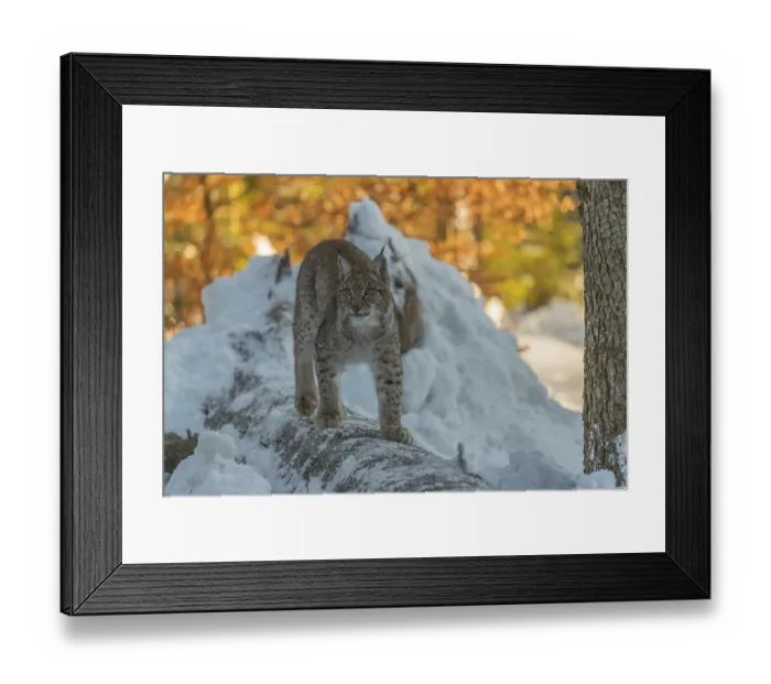 Framed Print : One young male Eurasian lynx, (Lynx lynx)