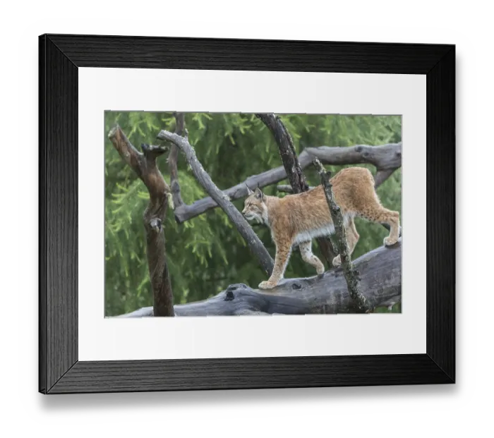 Framed Print : One Eurasian lynx, (Lynx lynx)