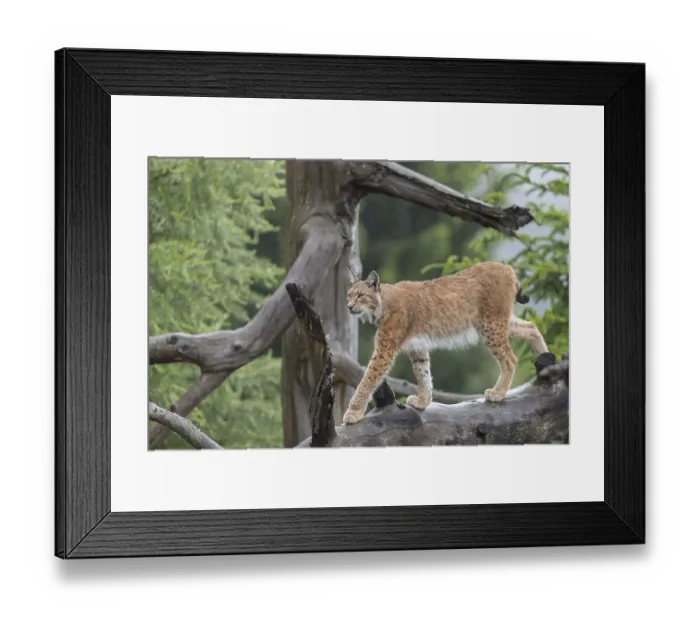 Framed Print : One Eurasian lynx, (Lynx lynx)