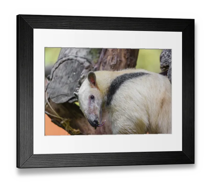 Framed Print : One southern tamandua (Tamandua tetradactyla) Framed Print : One southern tamandua (Tamandua tetradactyla)