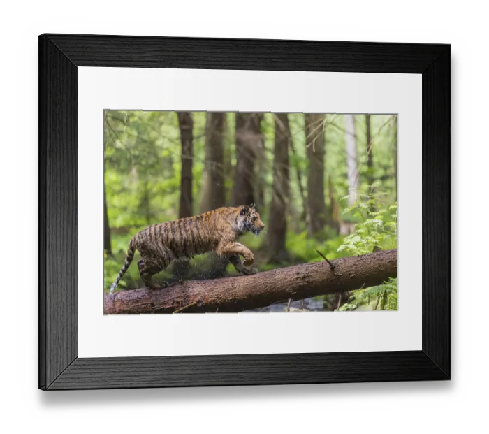 Framed Print : One young female Siberian Tiger