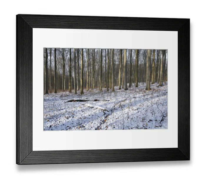 Framed Print : Deciduous forest in winter, snow