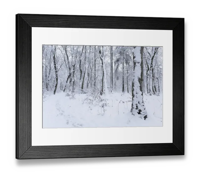 Framed Print : Snow-covered deciduous forest in winter