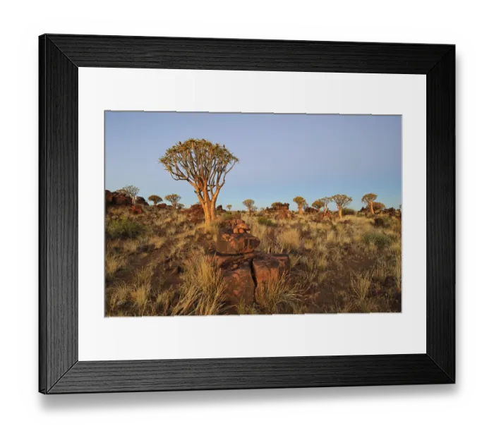 Framed Print : Quiver Tree (Aloe dichotoma) after sunset in the Quiver Tree forest at the Garas Camp