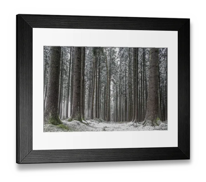 Framed Print : Winter forest, short onset of winter