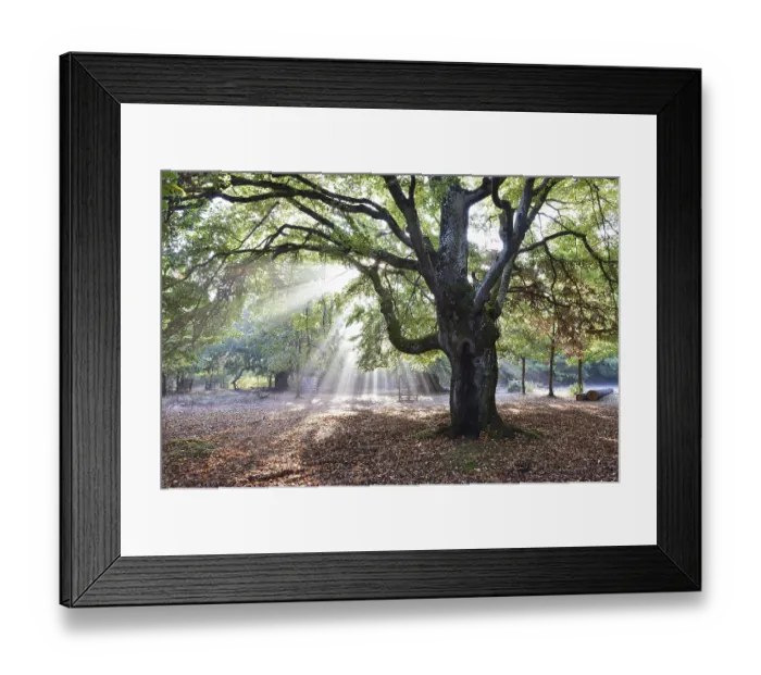 Framed Print : Beech tree at sunrise, sunbeams in the beech forest