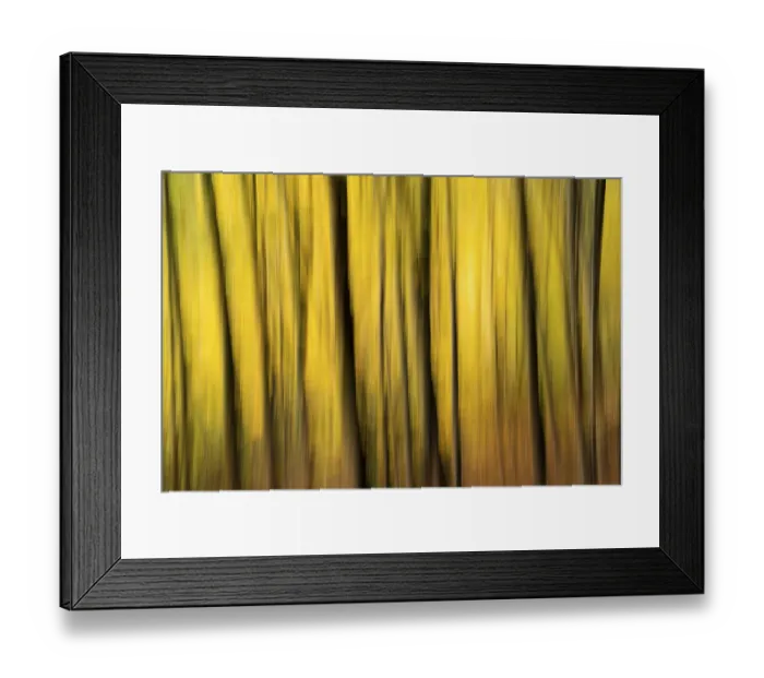 Framed Print : Beech forest in autumn, dark trunks Framed Print : Beech forest in autumn, dark trunks