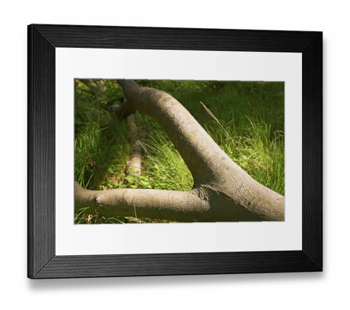 Framed Print : Tree trunks, Darss primeval forest