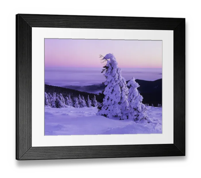 Framed Print : Snow covered Norway spruces (Picea abies) on Mt Brocken