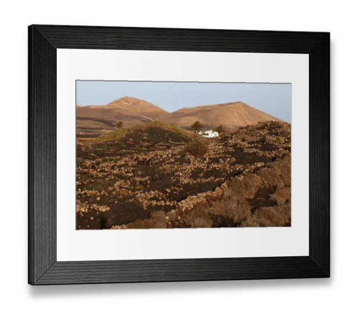 Framed Print : Typical vineyards in dry cultivation in volcanic ash Framed Print : Typical vineyards in dry cultivation in volcanic ash