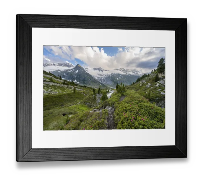 Framed Print : Mountain landscape with hiking trail between alpine roses