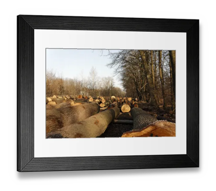 Framed Print : Large logs, southern Palatinate region Framed Print : Large logs, southern Palatinate region
