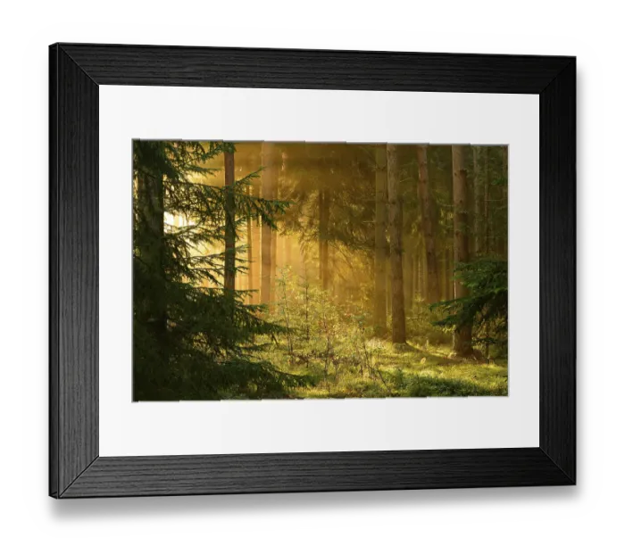 Framed Print : Spruce forest in the morning light