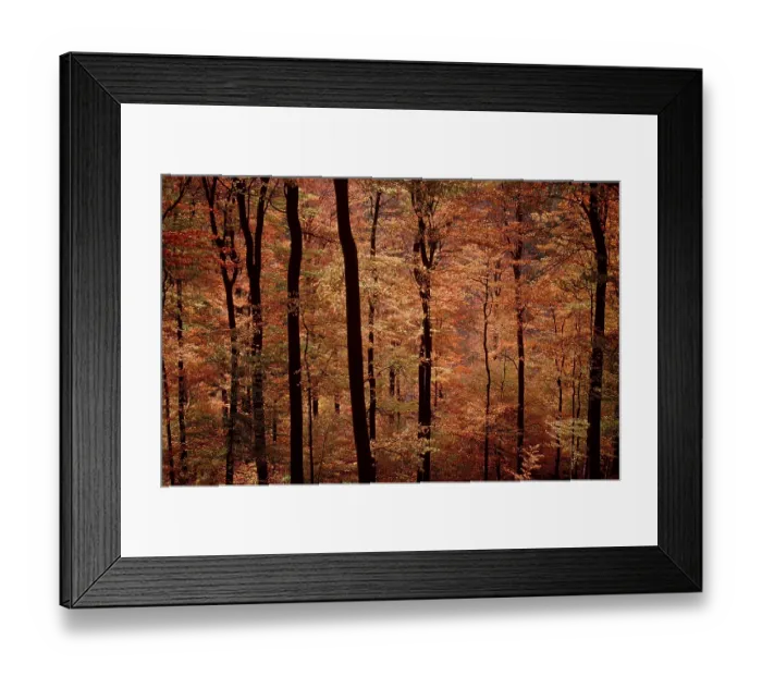 Framed Print : Beech Forest in autumn, Lower Common beech (Fagus sylvatica)